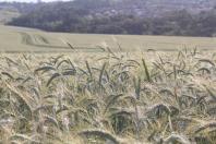 “Um resultado impressionante”: colheita de triticale desenvolvido pelo IDR-Paraná supera expectativas