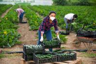 Agricultura orienta sobre segurança nas cadeias alimentares em livro online