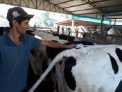 Trabalho de balanceamento nutricional de vacas leiteiras promove aumento da renda