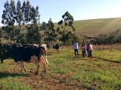 Família se destaca na produção de leite em Manoel Ribas