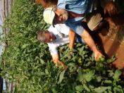 Produção de tomate orgânico ganha produtores nas regiões de Cascavel e Umuarama