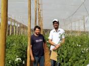 Produção de tomate orgânico ganha produtores nas regiões de Cascavel e Umuarama