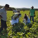 IDR-Paraná contribui para reduzir poluição por agrotóxicos