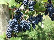 IDR-Paraná atualiza manual para produção de uvas de mesa