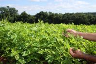 Sistema de Agricultura discute plano de combate integrado à deriva na sericicultura