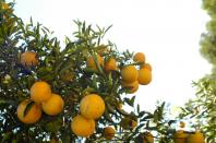 IDR-Paraná avalia prejuízos causados por doença em plantios de citros