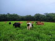 Software do IDR-Paraná qualifica a gestão de propriedades leiteiras