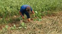 Série Banco do Agricultor Paranaense: Conheça os critérios para a aprovação de projetos de Cooperativas, Fruticultura e Agricultura Orgânica