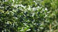 Série Banco do Agricultor Paranaense: Conheça os critérios para a aprovação de projetos de Energias Renováveis, Pinhão e Erva-mate