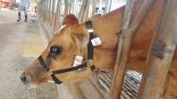 “Cabresto eletrônico” permite controlar alimentação de bovinos