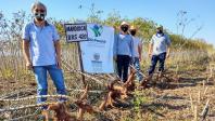 Cultivo de mandioca ganha eficiência e movimenta economia