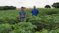 Associação das Indústrias e IDR-Paraná dão apoio a produtores de mandioca