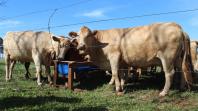 IDR-Paraná inaugura viveiro em Santa Tereza do Oeste para melhorar produção de uva