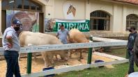 Em comemoração aos cinco anos do Purunã, IDR-Paraná lança projeto para disseminar a raça pelo estado