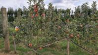 Estudo busca inovar condução de macieiras com o método “muro frutal”