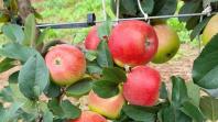 Estudo busca inovar condução de macieiras com o método “muro frutal”