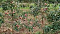 Estudo busca inovar condução de macieiras com o método “muro frutal”