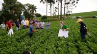 IDR-Paraná e Embrapa mostram resultados de tecnologias agrícolas no Giro Técnico da Soja