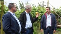 Estação de Pesquisa da Lapa mostra variedades de frutíferas para produtores