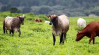 Paraná investe em programas para tornar o setor agropecuário cada vez mais sustentável 