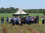 IDR-Paraná organiza eventos técnicos de fruticultura e repassa conhecimentos para produtores e técnicos