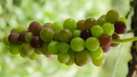 Fruticultores participam de tarde de campo sobre pós colheita