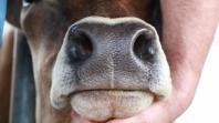 Pesquisa desenvolve método para “identificação facial” de bovinos
