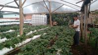 Produtor deixa a cultura do fumo para cultivar morangos