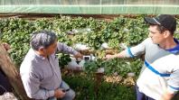 Produtor deixa a cultura do fumo para cultivar morangos
