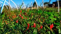 Com milhares de produtos certificados, Paraná aposta no cultivo de orgânicos