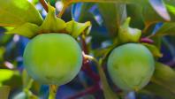 Caqui desidratado é alternativa para produtor aumentar ganho com a fruta