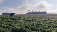 Alerta Ferrugem diminui custos de produção da soja