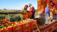 Série Orgânicos: Comitê do Governo acompanha introdução progressiva de orgânicos na alimentação escolar