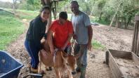 Dieta balanceada aumenta produção e diminui despesas com alimentação do gado leiteiro