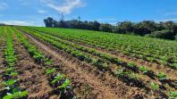 Em comemoração ao dia da água produtores do Miringuava mostram como é possível fazer uma agricultura sustentável e lucrativa