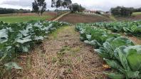 Em comemoração ao dia da água produtores do Miringuava mostram como é possível fazer uma agricultura sustentável e lucrativa