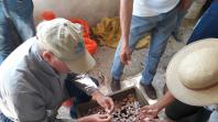 Parceria entre IDR-Paraná e Embrapa Hortaliças incentiva agricultor familiar a produzir alho semente