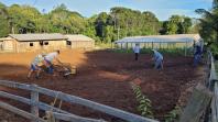 Parceria entre IDR-Paraná e Embrapa Hortaliças incentiva agricultor familiar a produzir alho semente