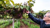 Produtores do Sudoeste debatem tecnologias para impulsionar a produção de uvas