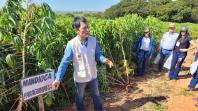 Dia de Campo do Projeto Mandioca Renda mostra resultados de cultivares