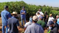 Dia de Campo do Projeto Mandioca Renda mostra resultados de cultivares