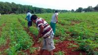 Renda Agricultor Familiar investe R$ 18 milhões para melhorar vida dos paranaenses do campo