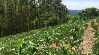 IDR-Paraná participa do maior evento agroecológico do país