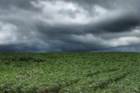 Chuvas em excesso prejudicam desenvolvimento agrícola