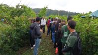 Estudantes conhecem tecnologias para a produção de frutas de clima temperado na Estação de Pesquisa do IDR-Paraná