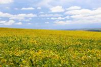 Paraná tem a melhor classificação do Brasil em potencialidade agrícola, segundo estudo do IBGE