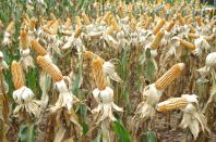 Plantio de milho safrinha demanda planejamento e precaução, alerta IDR-Paraná