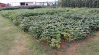 IDR-Paraná apresenta novas cultivares de feijão no Show Rural