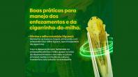 Campanha vai orientar produtores sobre cuidados com a cigarrinha-do-milho