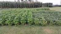 Nova cultivar de feijão do IDR-Paraná é destaque no Show Rural